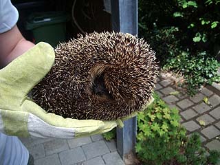 Igel