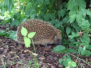 Igel in Freiheit