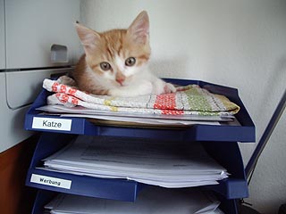 Katzen-Ablage