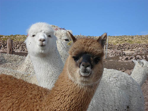 Alpacas